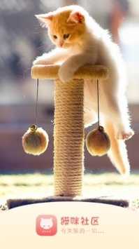 猫咪社区正版截图1