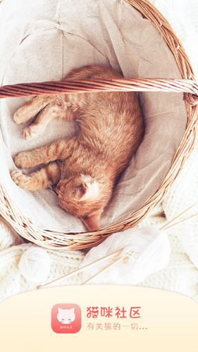 猫咪社区正版截图3
