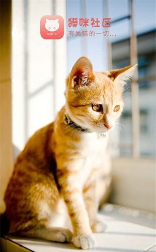 猫咪社区正版截图2