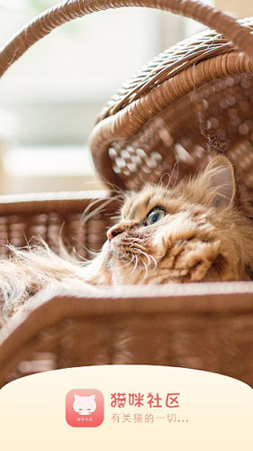猫咪社区正版截图4