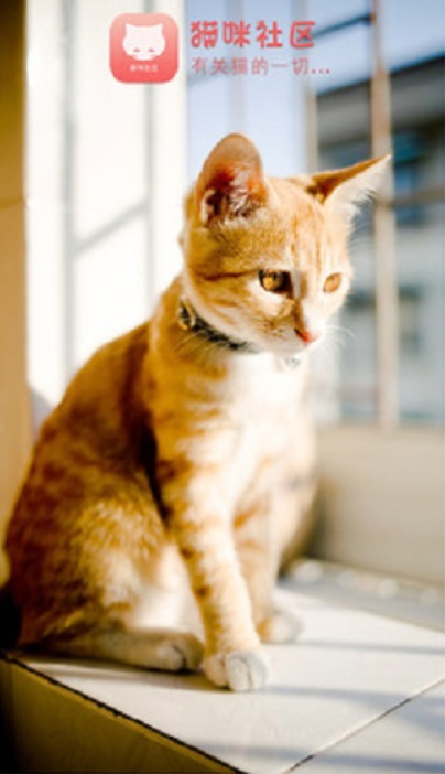猫咪社区(Catmunity)官方正版下载