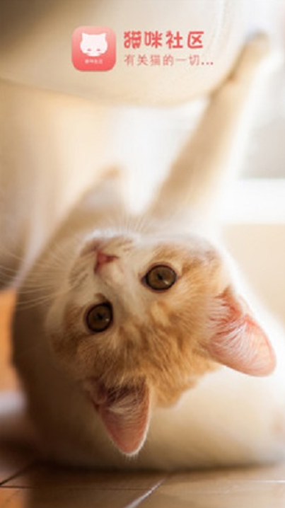 猫咪社区(Catmunity)官方正版下载