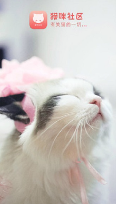 猫咪社区(Catmunity)官方正版下载