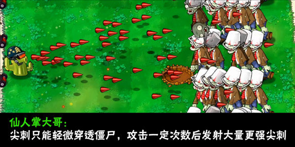 植物介绍配图17