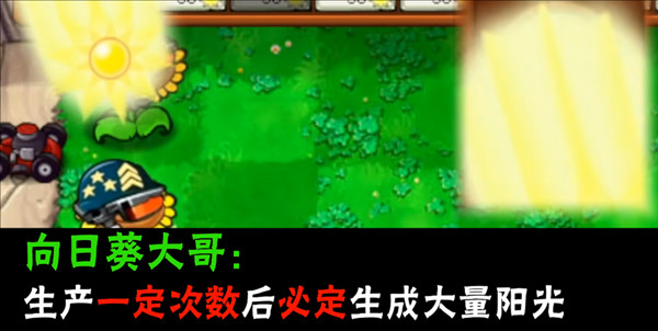 植物介绍配图2