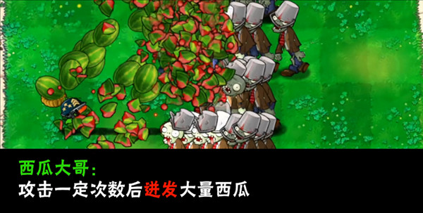 植物介绍配图22
